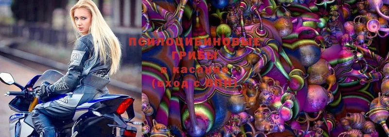 купить  сайты  Ногинск  Псилоцибиновые грибы MAGIC MUSHROOMS 