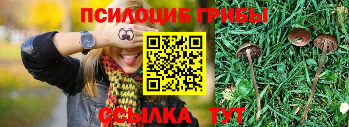 Псилоцибиновые грибы Psilocybine cubensis Ногинск